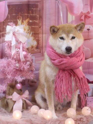 20241220平太くん